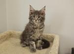 London - Maine Coon Kitten For Sale - NY, US