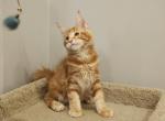 Osiris - Maine Coon Kitten For Sale - NY, US