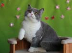 Simba - British Shorthair Kitten For Sale - Houston, TX, US