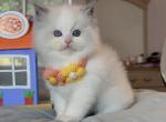 1 Perfect blue bicolor Boy - Ragdoll Kitten For Sale - Fontana, CA, US