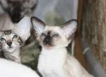 Urvin - Siamese Kitten For Sale - Miami, FL, US