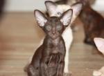 Unicum - Oriental Kitten For Sale - Norwalk, CT, US