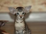 Unica - Oriental Kitten For Sale - Norwalk, CT, US