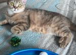 Scottish straight girl - Scottish Fold Cat For Sale - Minneapolis, MN, US