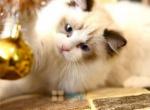 Kasya beautiful show quality kitten - Ragdoll Cat For Sale - New York, NY, US