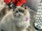 Cactus - Ragdoll Kitten For Sale - Gaithersburg, MD, US