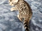 FireFox - Bengal Kitten For Sale - La Pine, OR, US