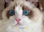 Deep blue eyed male - Ragdoll Kitten For Sale - State College, PA, US