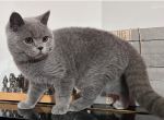 Lady - British Shorthair Kitten For Sale - 