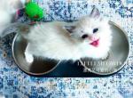 Cuba sweetest ragdoll boy - Ragdoll Kitten For Sale - Fairfax, VA, US