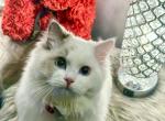 Neo - Ragdoll Cat For Sale - Gaithersburg, MD, US