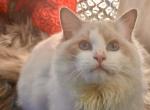 Must - Ragdoll Cat For Sale - Gaithersburg, MD, US