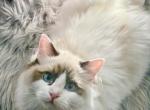 Olvix - Ragdoll Cat For Sale - Gaithersburg, MD, US