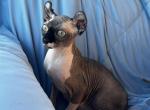 Karma - Sphynx Kitten For Sale - 