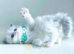 Cuba sweetest ragdoll kitty - Ragdoll Kitten For Sale - Jersey City, NJ, US