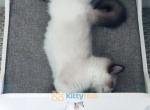 adorable baby boy - Ragdoll Kitten For Sale - Maryland City, MD, US