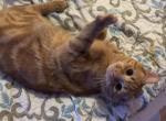 Orange Kitten Max - American Shorthair Kitten For Sale - West Springfield, MA, US