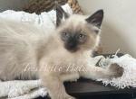 Brutus RESERVED - Balinese Kitten For Sale - CA, US