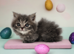 Lola - Munchkin Kitten For Sale - Joplin, MO, US