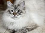 Landon - Siberian Cat For Sale - North Port, FL, US