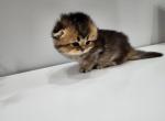 Miley - Scottish Fold Kitten For Sale - Naperville, IL, US