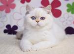 Olivia - British Shorthair Cat For Sale - Hollywood, FL, US