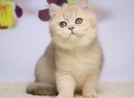 Fiolenta - British Shorthair Kitten For Sale - 