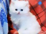 Blue Eyed White Persian - Persian Kitten For Sale - 