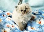 Registered Himalayan Kittens - Himalayan Kitten For Sale - 