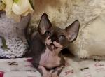 Jackson - Sphynx Kitten For Sale - Norwalk, CT, US