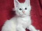 Raphael - Maine Coon Kitten For Sale - Hollywood, FL, US