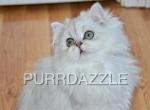 Salt - Persian Kitten For Sale - Tampa, FL, US