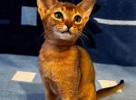 Kitty - Abyssinian Kitten For Sale - Pembroke Pines, FL, US