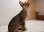 Aramis - Oriental Kitten For Sale - Pembroke Pines, FL, US