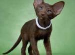 Dakota - Oriental Kitten For Sale - Pembroke Pines, FL, US