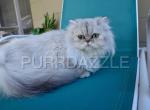 Umbi - Persian Cat For Sale - Tampa, FL, US