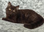 Kristi - British Shorthair Cat For Sale - Hollywood, FL, US