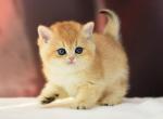 Richard1 - British Shorthair Kitten For Sale - Hollywood, FL, US