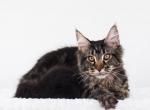 Xstar - Maine Coon Kitten For Sale - Brooklyn, NY, US