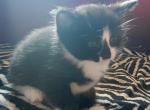 Oreo - Domestic Kitten For Sale - Wells, ME, US