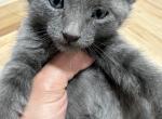 Gray Siamese mix - Domestic Kitten For Sale - Boston, MA, US