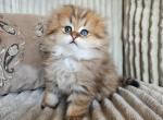 Peaches litter - Scottish Fold Kitten For Sale - Nicholasville, KY, US