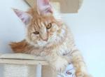 Xavi - Maine Coon Cat For Sale - Charlotte, NC, US