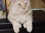 Duke - Maine Coon Cat For Sale - Brighton, CO, US