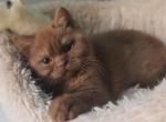 Rolanda - British Shorthair Cat For Sale - Hollywood, FL, US