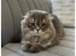 Scottish fold long hair highland - Scottish Fold Cat For Sale/Service - Bellingham, WA, US