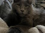 Sapphire litter - Maine Coon Kitten For Sale - Round Rock, TX, US