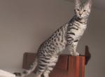 F3 Savannah Dark Silver Female Available Now - Savannah Cat For Sale - New Holland, PA, US