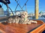 Luffy - Scottish Fold Cat For Sale - Egg Harbor Township, NJ, US
