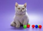 Ofelia - British Shorthair Kitten For Sale - Houston, TX, US